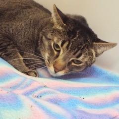 Milo--Adoptable with Bonded Companion, Caramelo