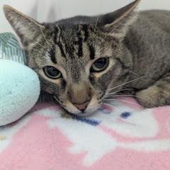 Milo--Adoptable with Bonded Companion, Caramelo