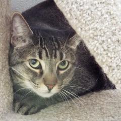 Milo--Adoptable with Bonded Companion, Caramelo