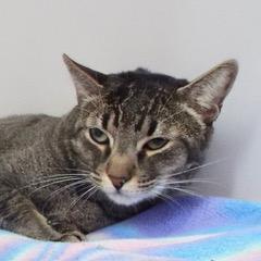 Milo--Adoptable with Bonded Companion, Caramelo