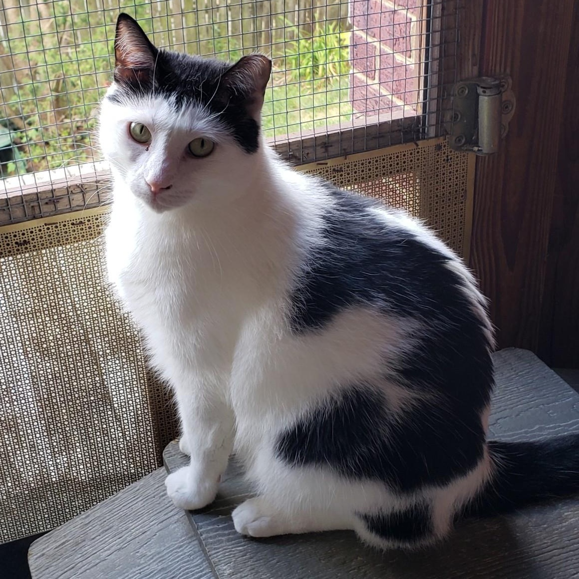 Enlarge Toupee, a Adoptable Domestic Short Hair in Alexandria, VA image 2/2