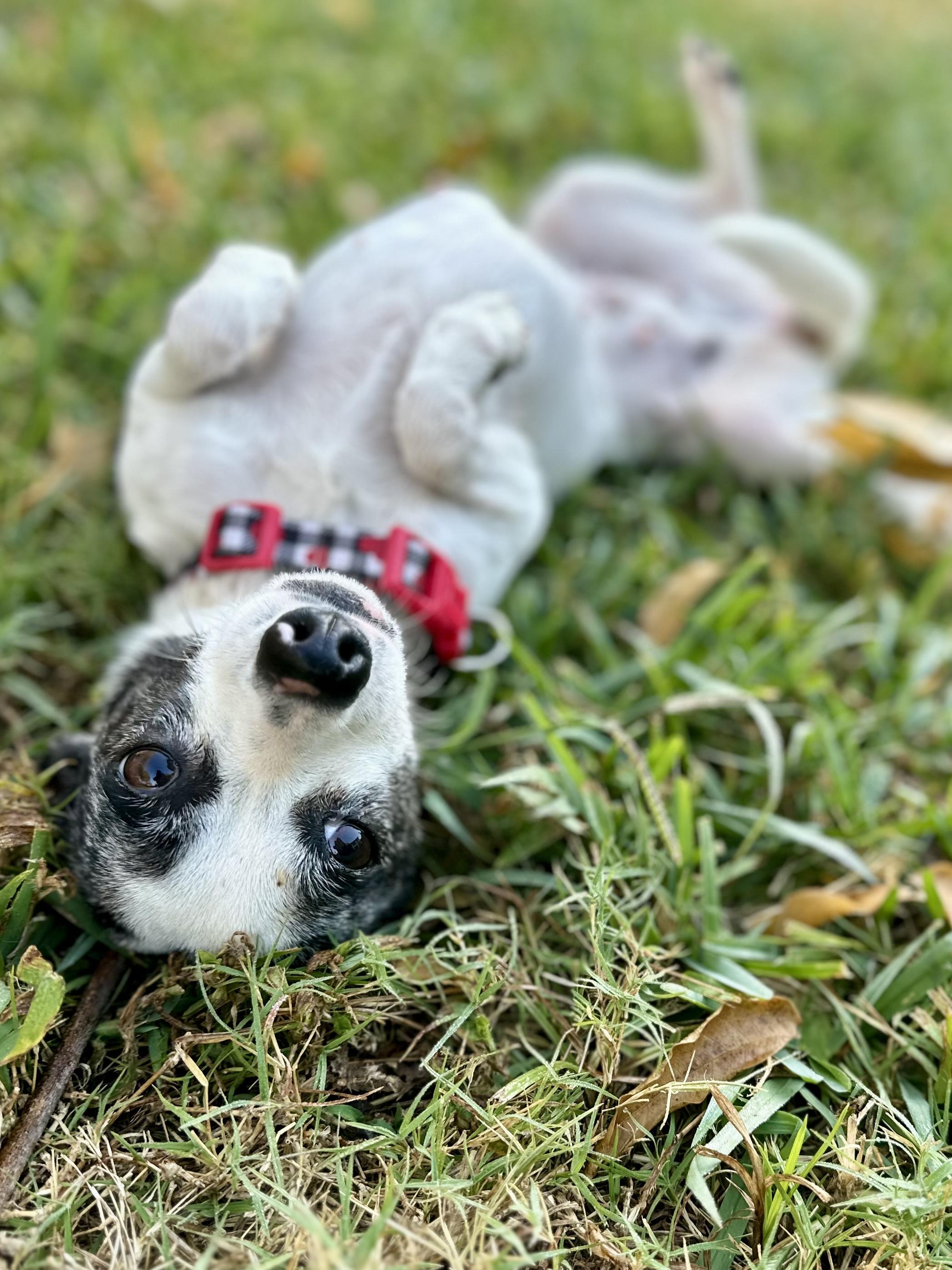 Enlarge Miss Emma Lulu Belle, a Adoptable mixed breed in Whitewright, TX image 2/6