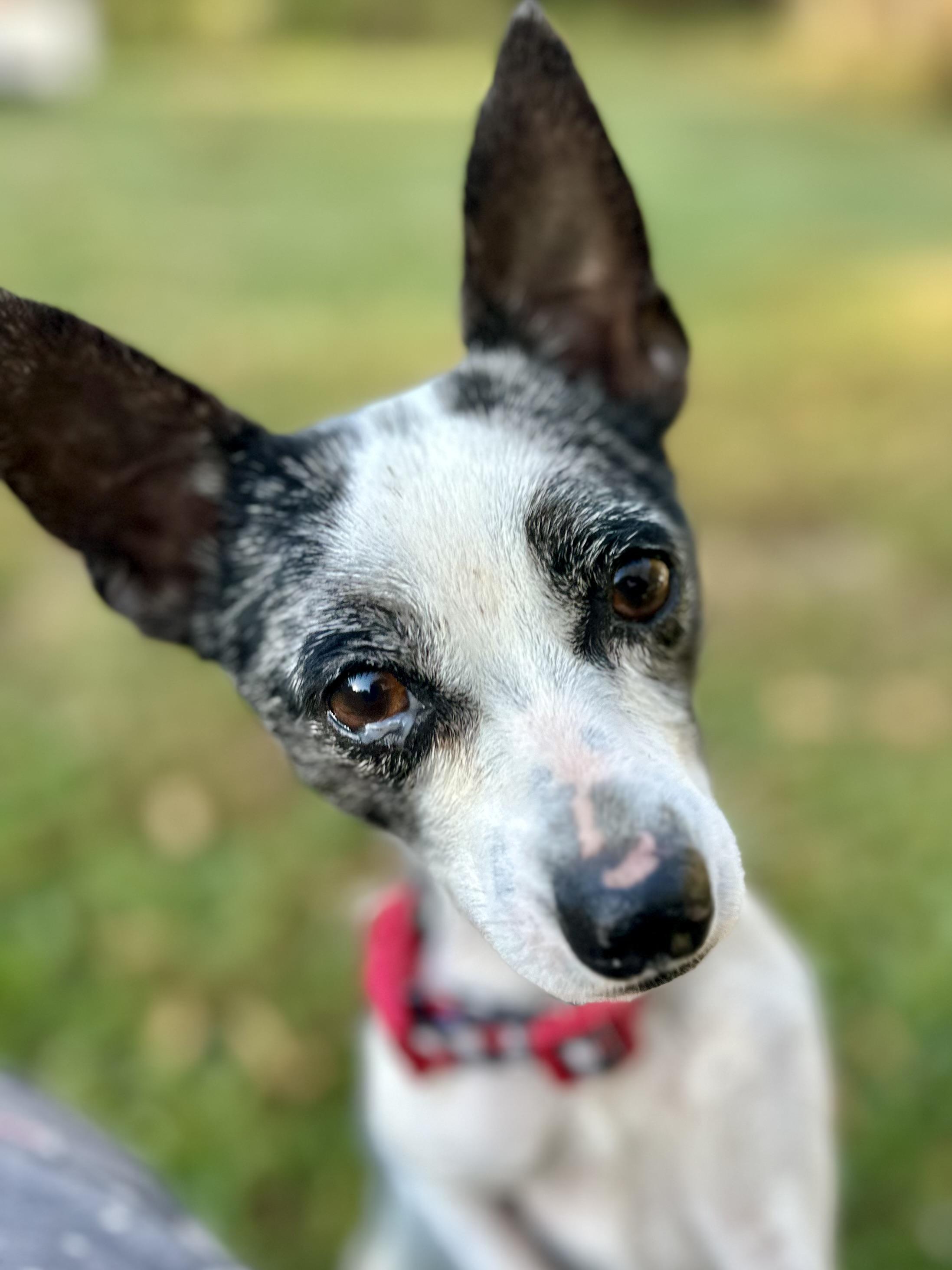 Enlarge Miss Emma Lulu Belle, a Adoptable mixed breed in Whitewright, TX image 3/6