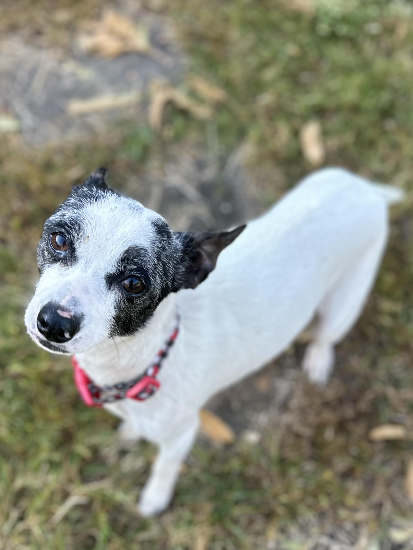 Enlarge Miss Emma Lulu Belle, a Adoptable mixed breed in Whitewright, TX image 4/6