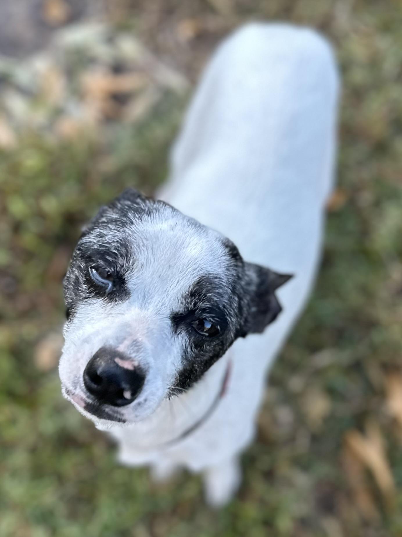 Enlarge Miss Emma Lulu Belle, a Adoptable mixed breed in Whitewright, TX image 5/6