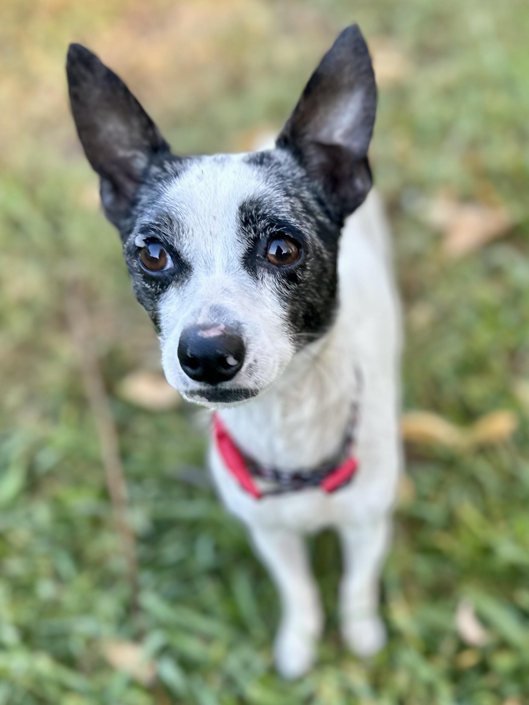 Enlarge Miss Emma Lulu Belle, a Adoptable mixed breed in Whitewright, TX image 6/6