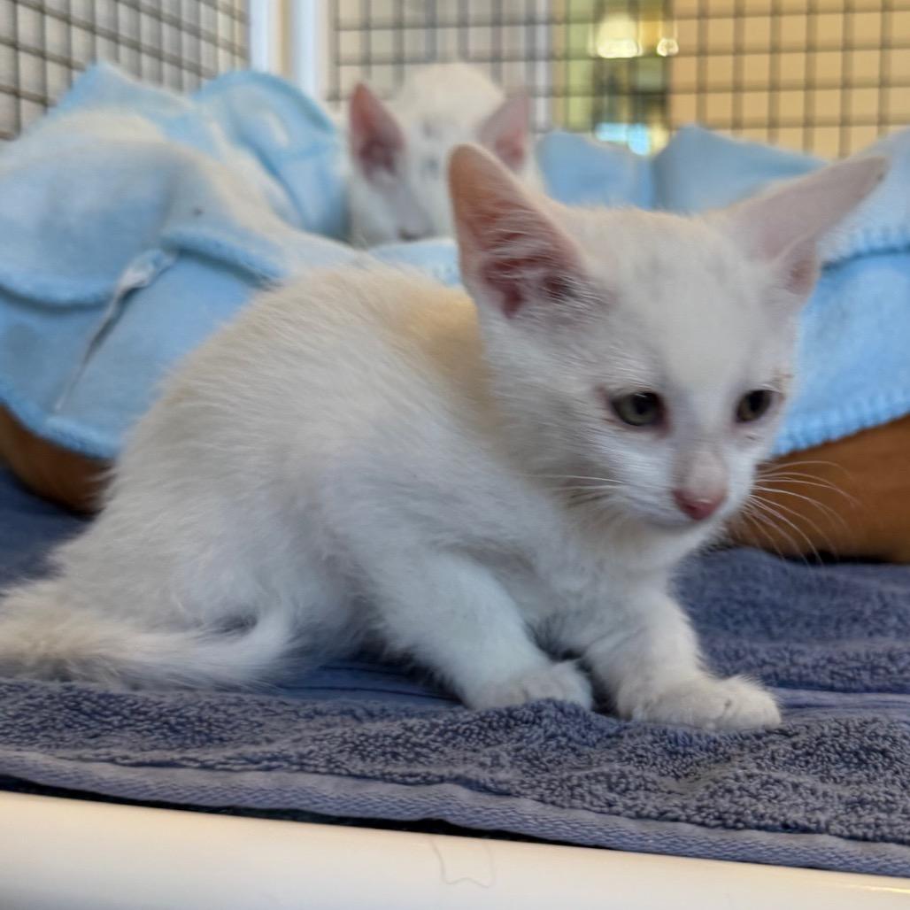 Canton, Adoptable, Kitten Male Domestic Short Hair.