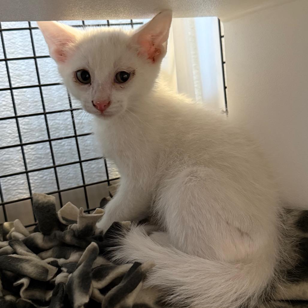 Canton, a Adoptable Domestic Short Hair in Cedaredge, CO image 2/5