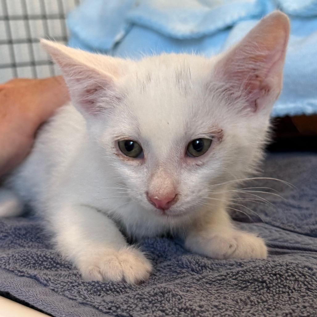 Canton, a Adoptable Domestic Short Hair in Cedaredge, CO image 3/5