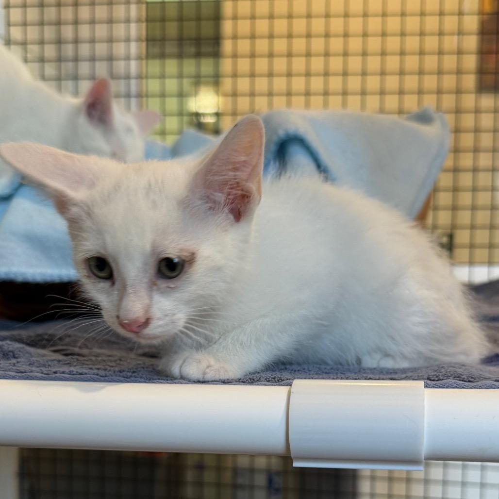 Canton, a Adoptable Domestic Short Hair in Cedaredge, CO image 4/5