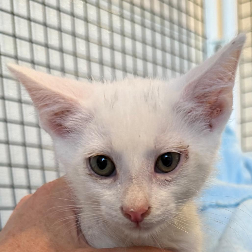 Canton, a Adoptable Domestic Short Hair in Cedaredge, CO image 5/5