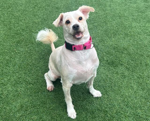Enlarge DALILA, a Adoptable mixed breed in Santa Clara, CA image 1/1