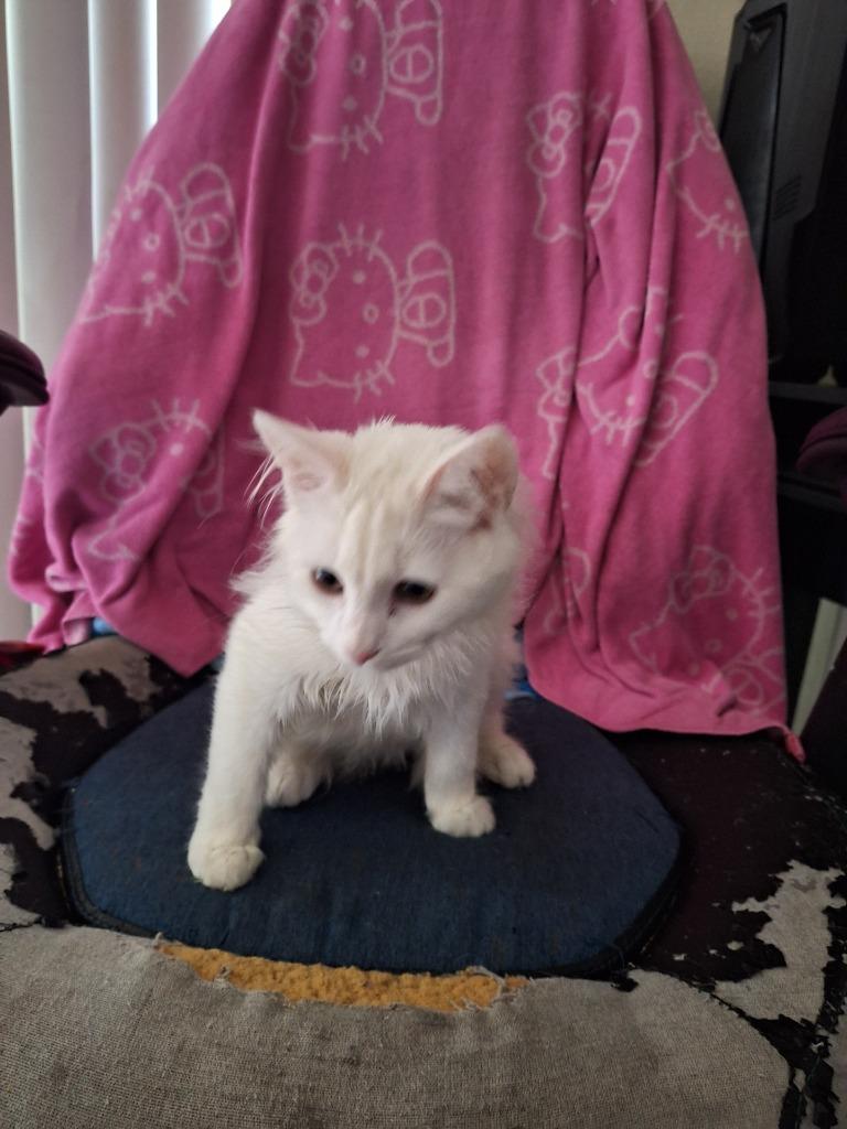 Frosty, Adoptable, Kitten Male Domestic Long Hair.