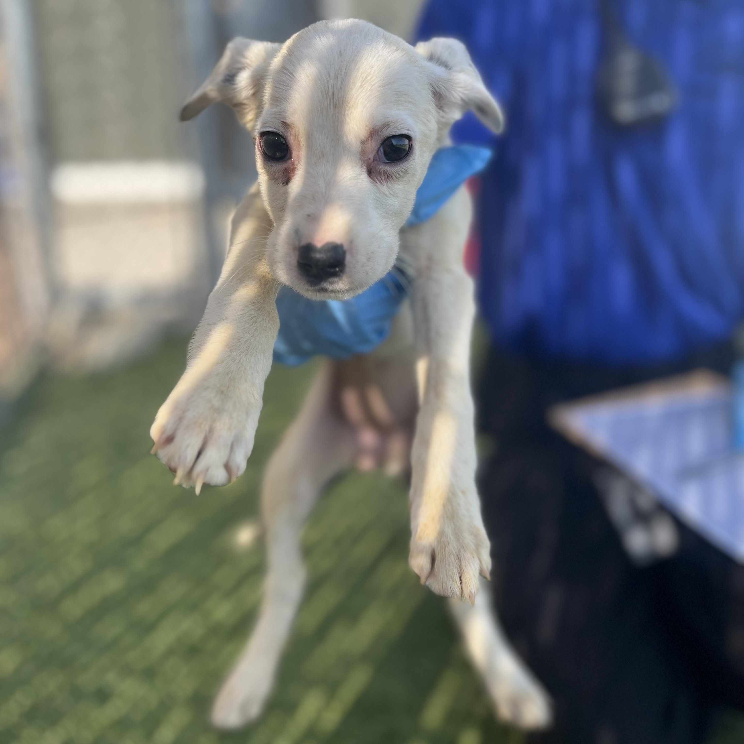 Hawaii, Adoptable, Puppy Female Border Collie.