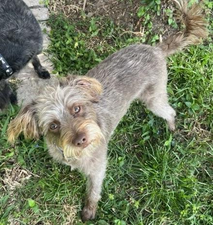 Little sun in my eyes!, ADOPTABLE, Young Male Schnauzer.