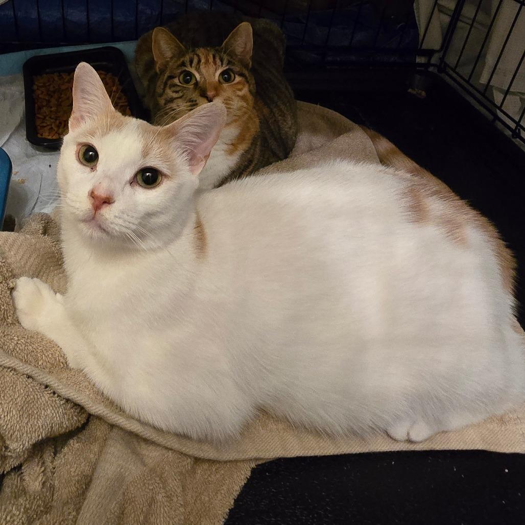 Cookie Dough, Adoptable, Young Male Domestic Short Hair.