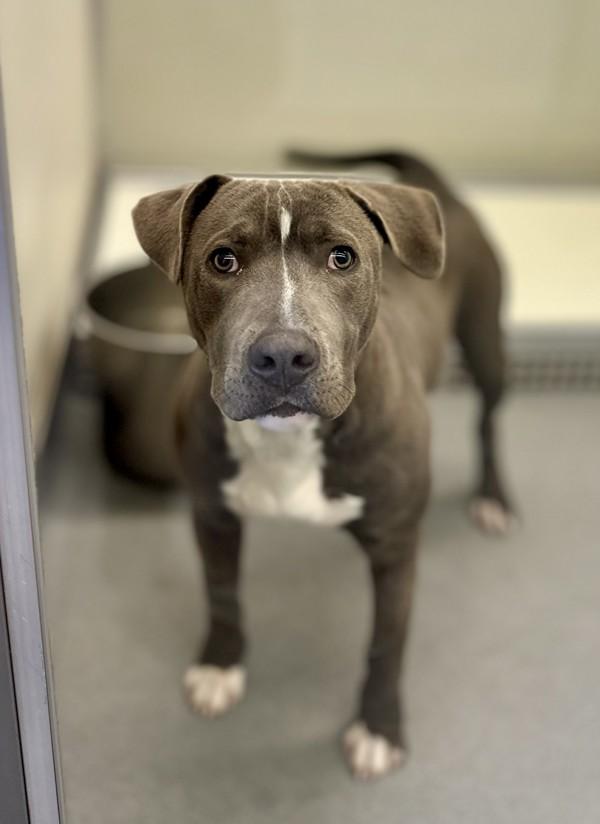 Renegade, Adoptable, Adult Male Pit Bull Terrier.