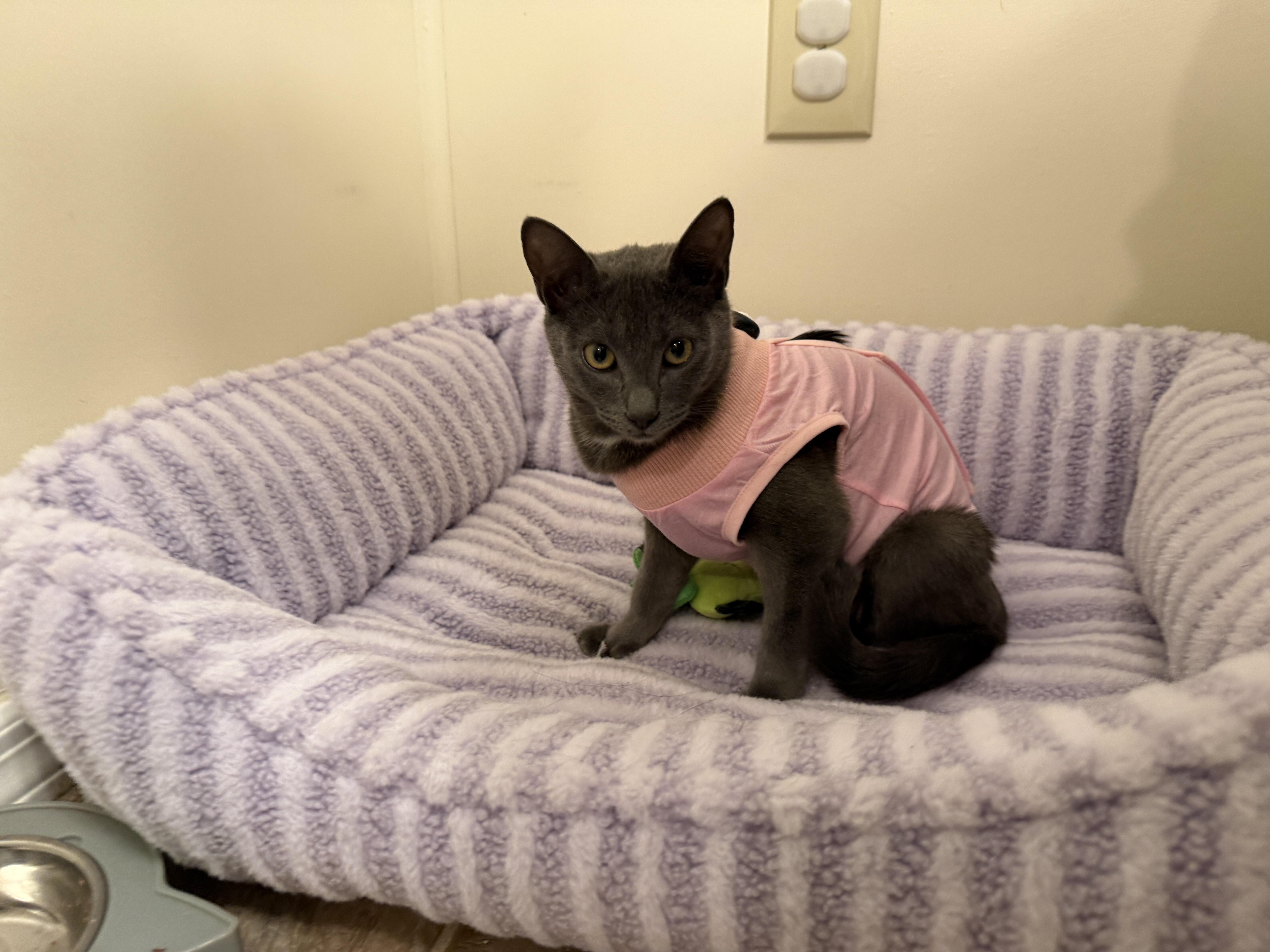 Natalie, a ADOPTABLE Domestic Short Hair in New Haven, CT image 1/2