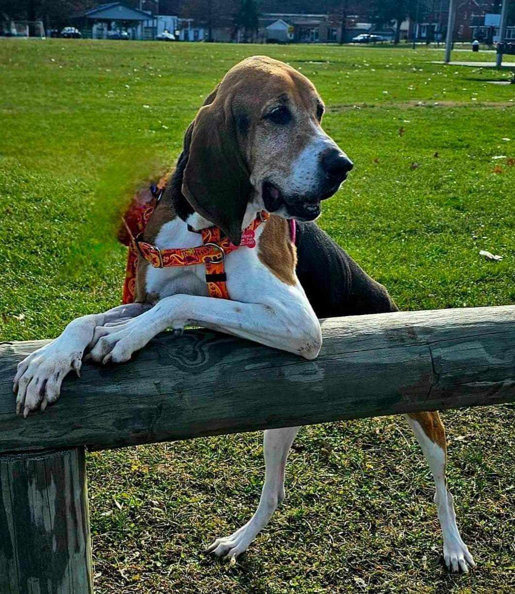 Lucy, Adoptable, Adult Female Mixed Breed.