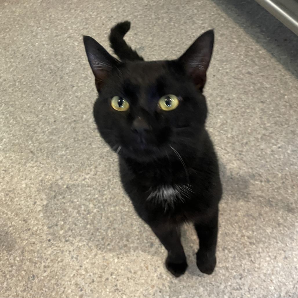 Cosmo, Adoptable, Adult Male Domestic Short Hair.