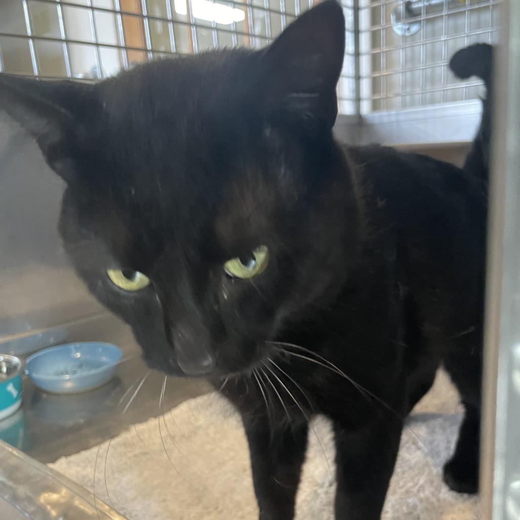 Enlarge Cosmo, a Adoptable Domestic Short Hair in South Haven, MI image 2/6