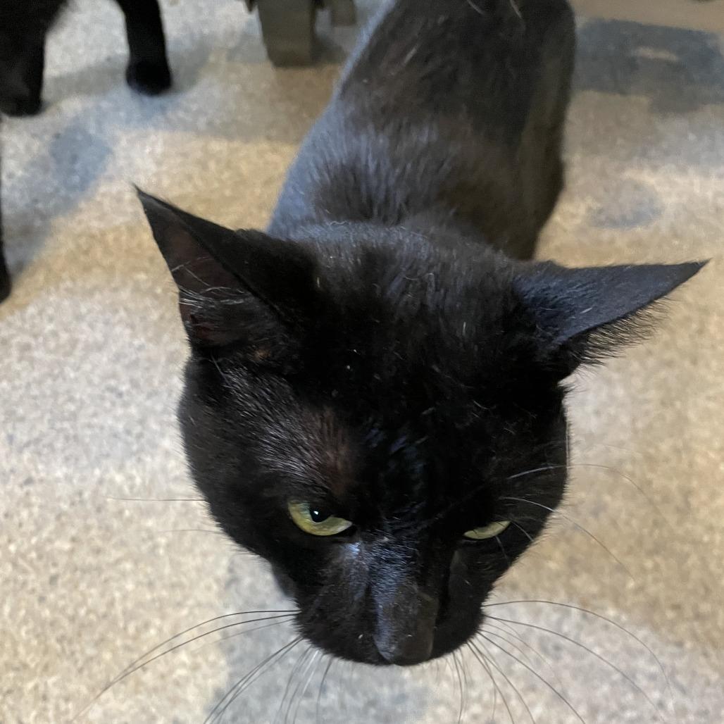 Enlarge Cosmo, a Adoptable Domestic Short Hair in South Haven, MI image 3/6