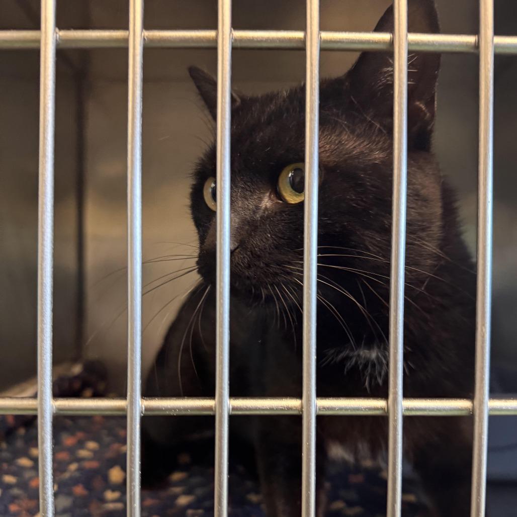 Enlarge Cosmo, a Adoptable Domestic Short Hair in South Haven, MI image 5/6