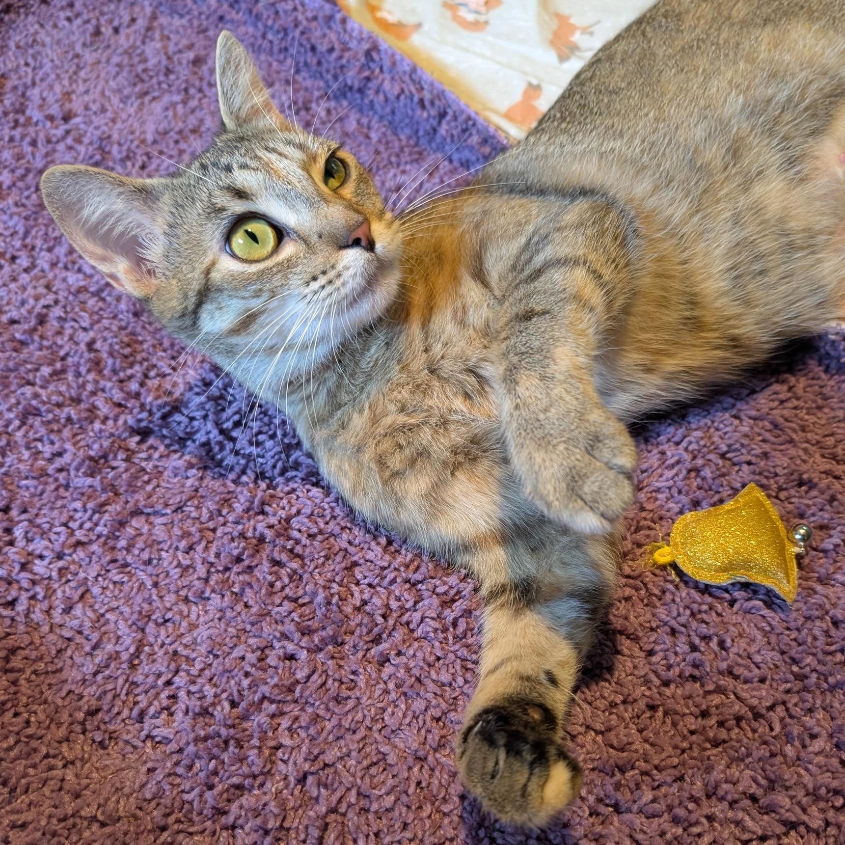 Venus, Adult Female unknown