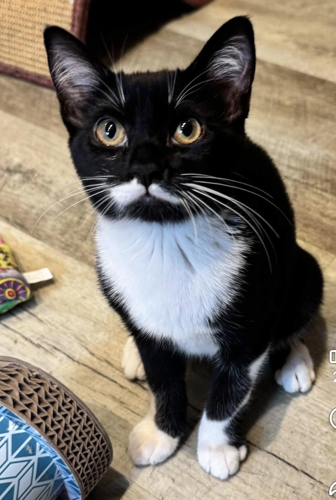 Stormie, Adoptable, Young Female Domestic Short Hair.