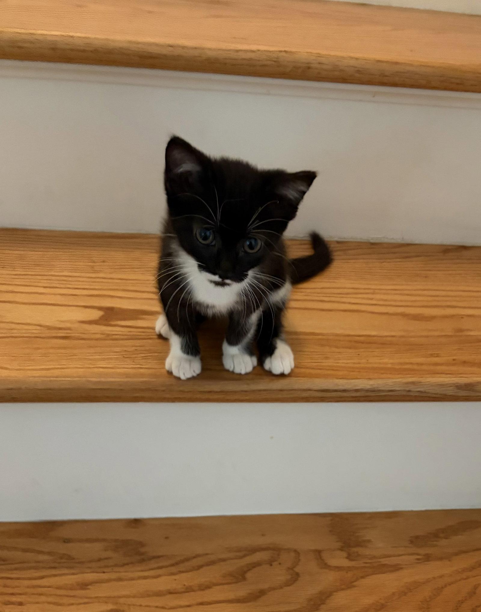 Stormie, Adoptable, Young Female Domestic Short Hair.