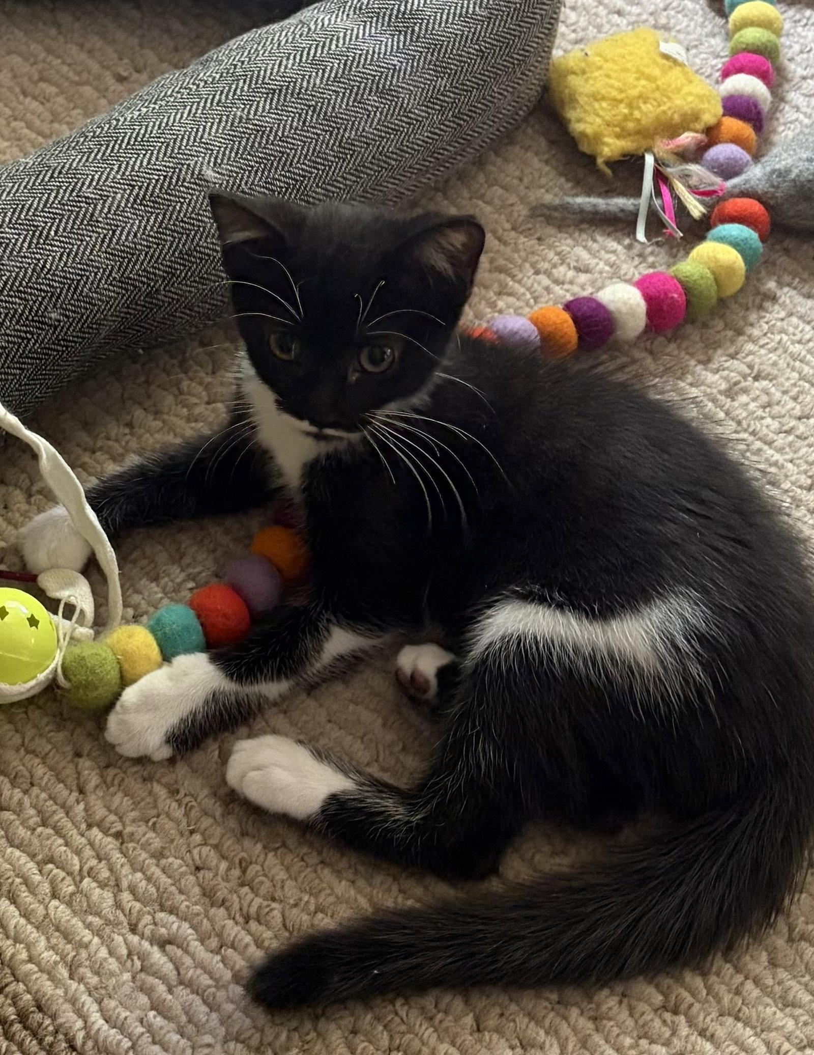 Enlarge Stormie, a Adoptable Domestic Short Hair in Seal Beach, CA image 2/3