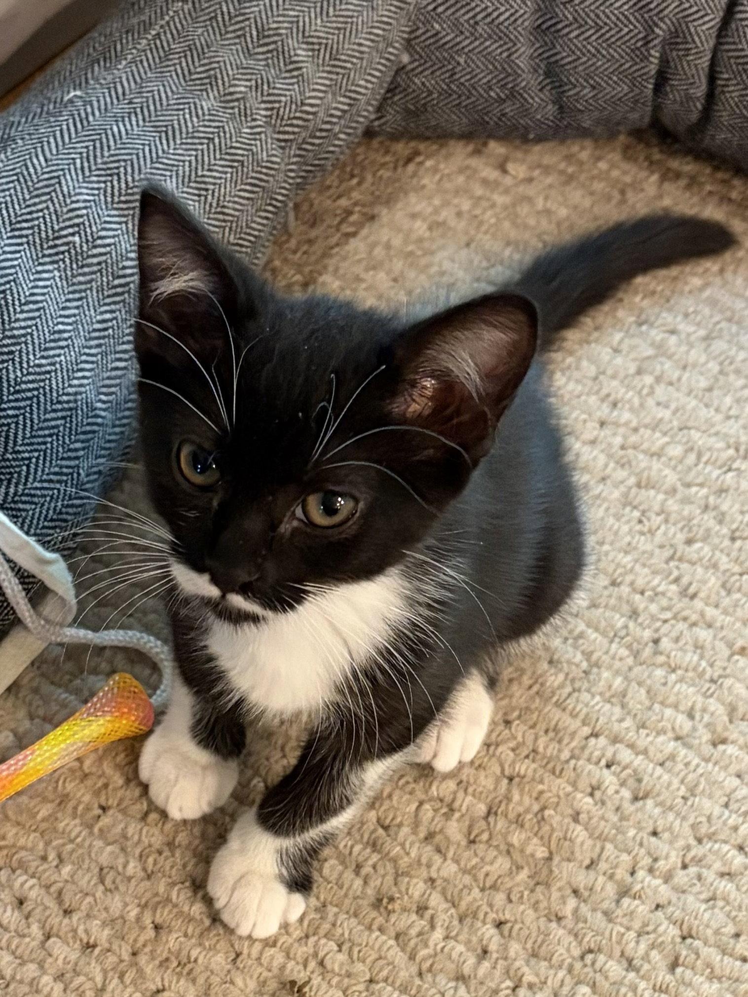 Enlarge Stormie, a Adoptable Domestic Short Hair in Seal Beach, CA image 3/3