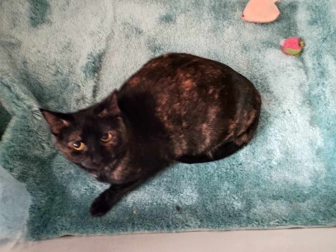 Pumpkin, Adult Female Tortoiseshell