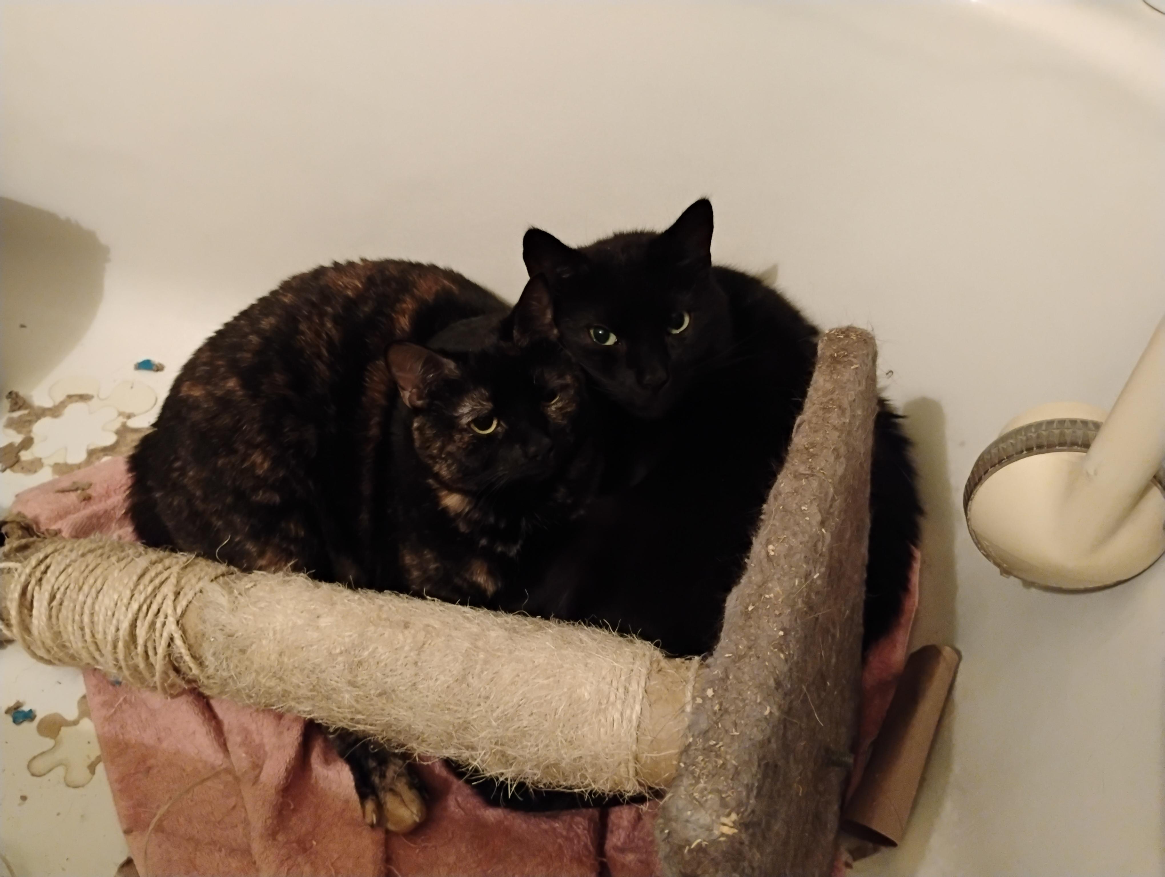 Enlarge Pumpkin, a Adoptable Tortoiseshell in Rochester, NY image 1/3