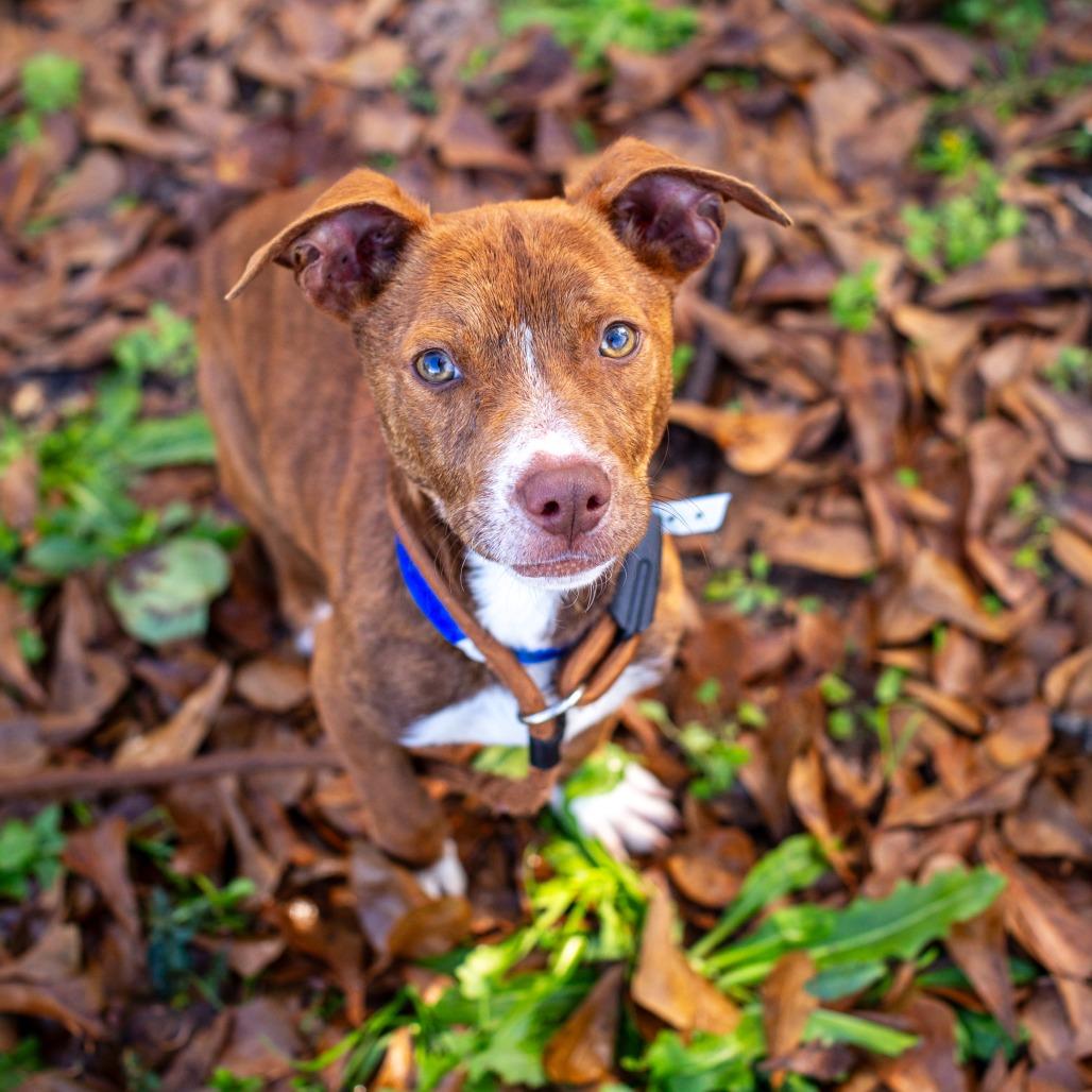 Thunderbolt, Adoptable, Puppy Male Dachshund & Terrier.