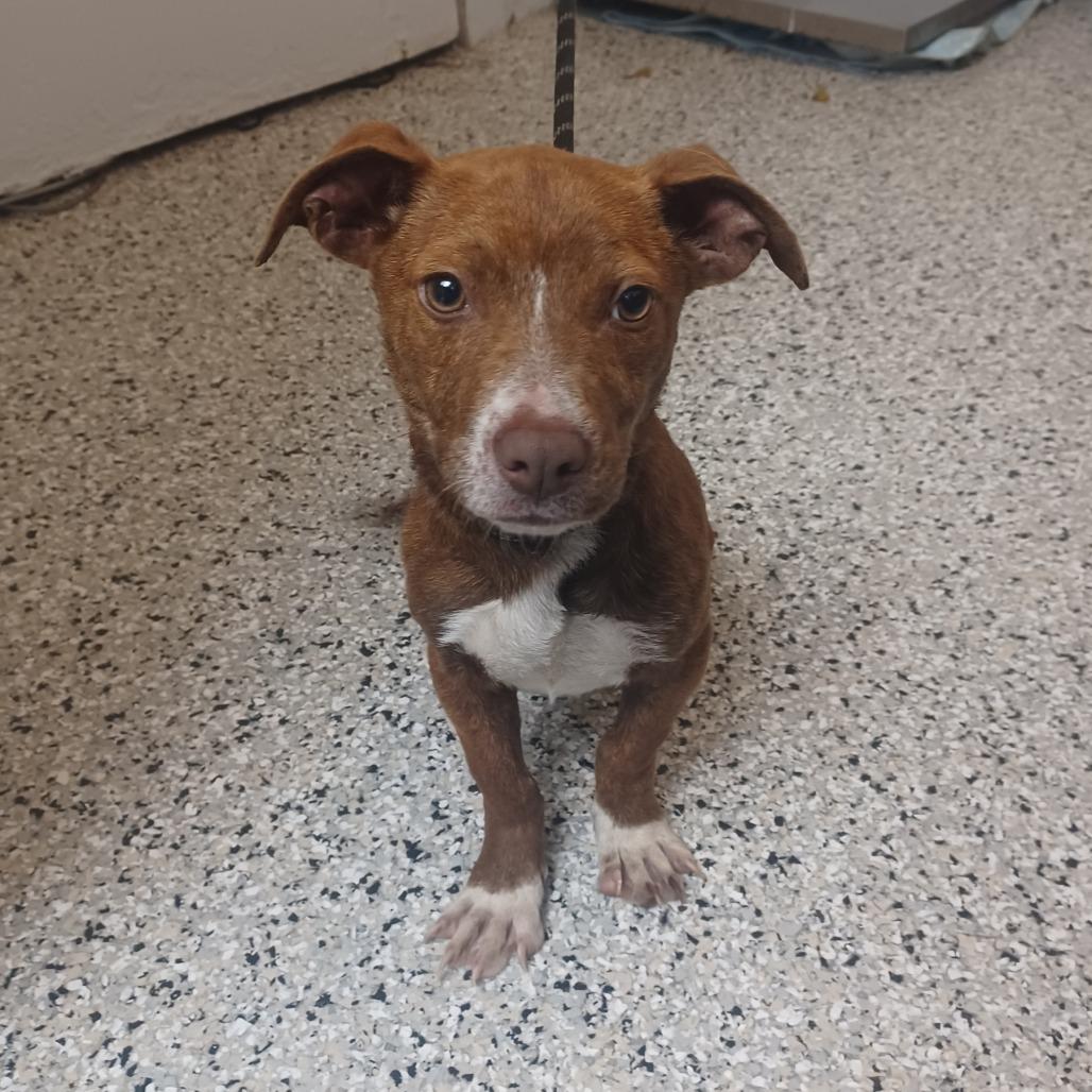 Thunderbolt, Adoptable, Puppy Male Dachshund & Terrier.