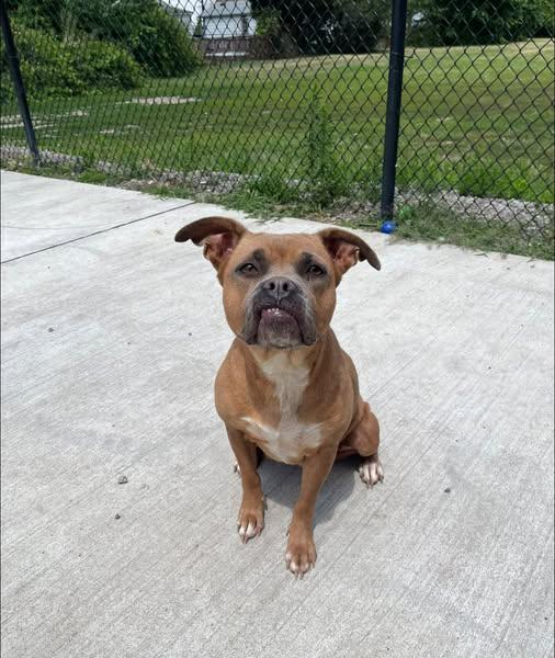 Bucket, ADOPTABLE, Adult Female Boxer.