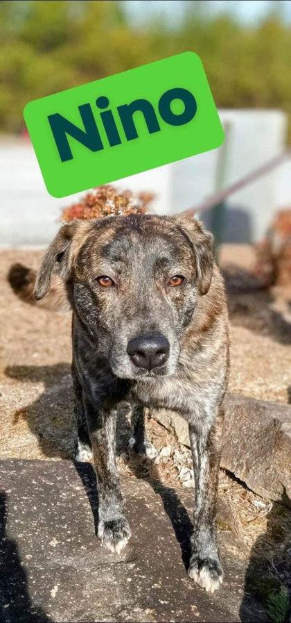 Nino — thumbnail 4