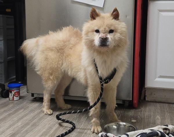 Enlarge Maumau, a Adoptable mixed breed in Oceanside, CA image 1/1