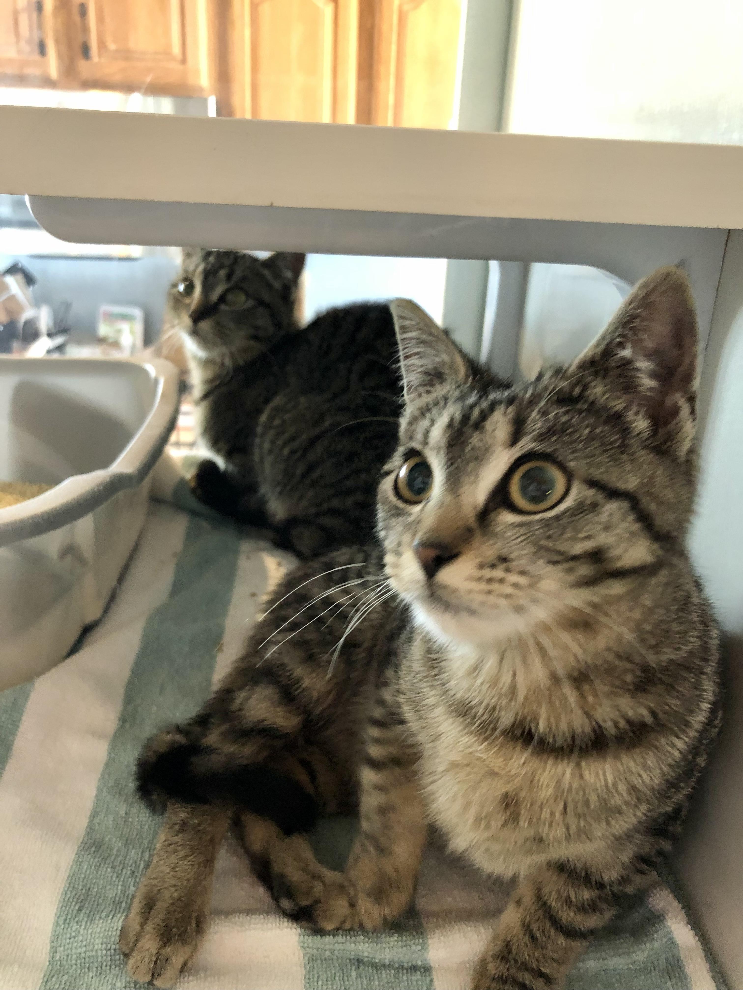 Thomasina and Geraldean, ADOPTABLE, Kitten Female Domestic Short Hair.