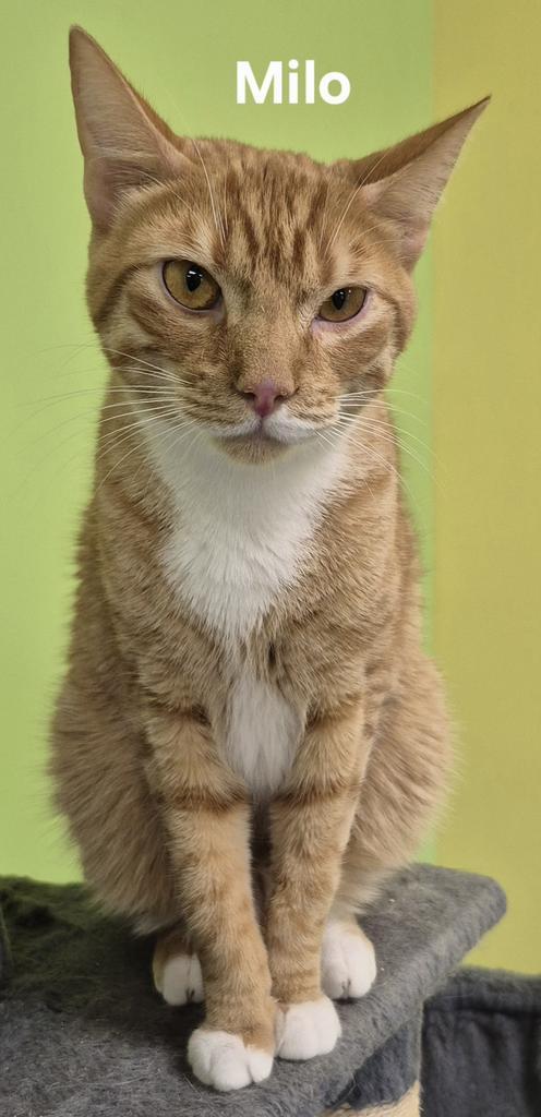Milo, Adoptable, Young Male Domestic Short Hair.