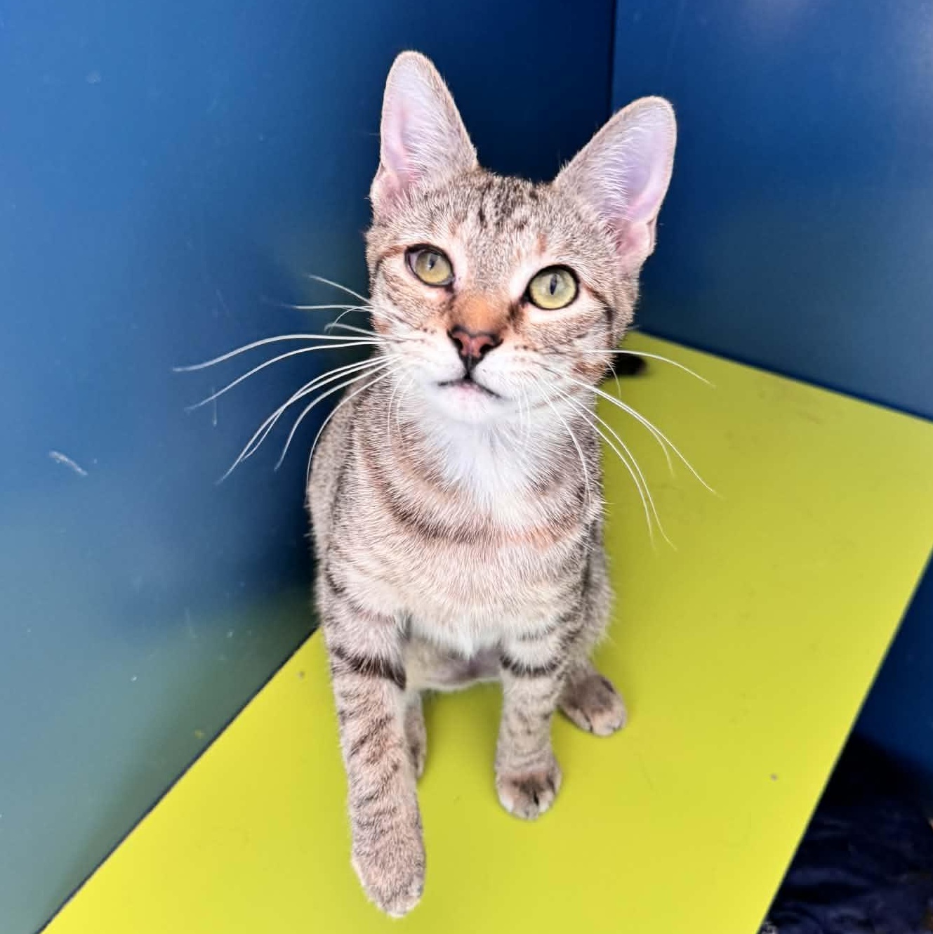 Enlarge When, an adopted Domestic Short Hair in Waterloo, IA image 1/2