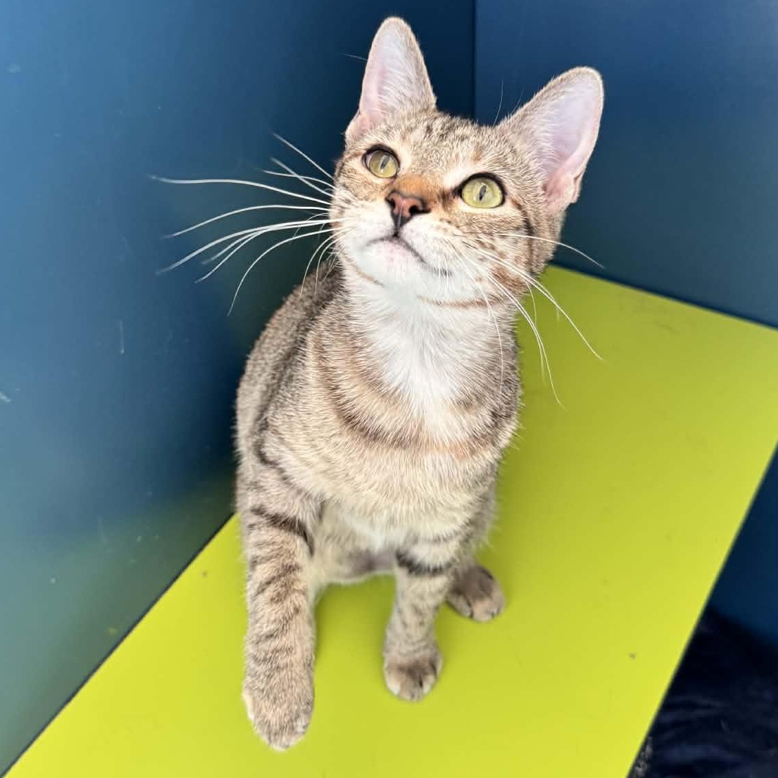 Enlarge When, an adopted Domestic Short Hair in Waterloo, IA image 2/2
