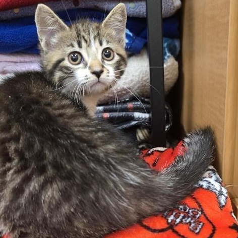 Enlarge Valerie, an adopted Domestic Short Hair in Prince Frederick, MD image 1/4
