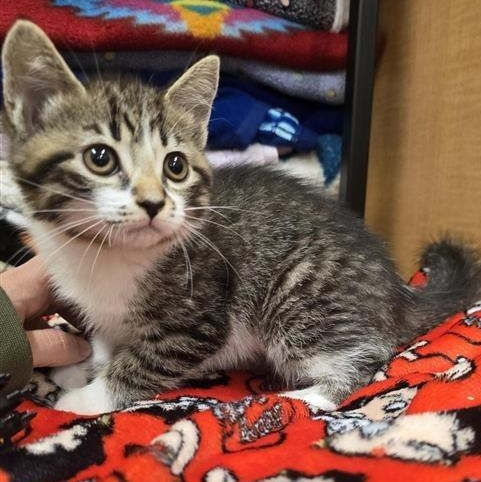 Enlarge Valerie, an adopted Domestic Short Hair in Prince Frederick, MD image 2/4
