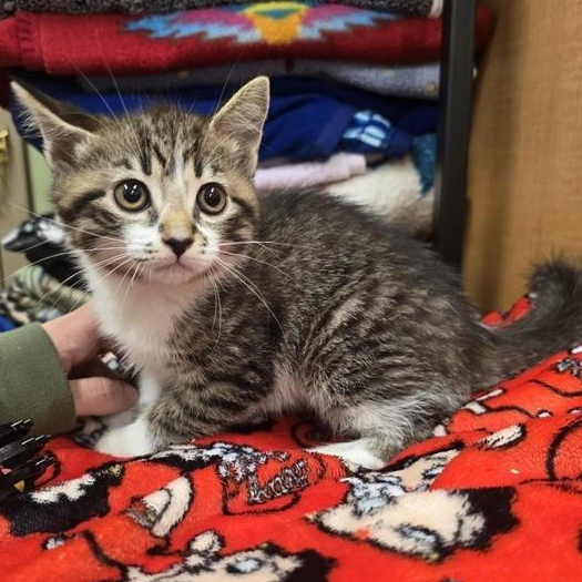 Enlarge Valerie, an adopted Domestic Short Hair in Prince Frederick, MD image 3/4