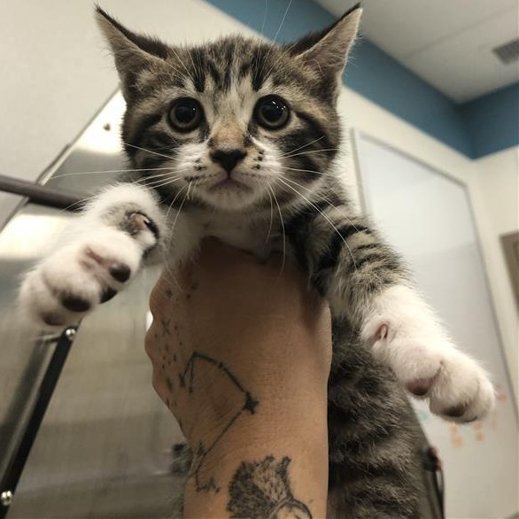 Enlarge Valerie, an adopted Domestic Short Hair in Prince Frederick, MD image 4/4