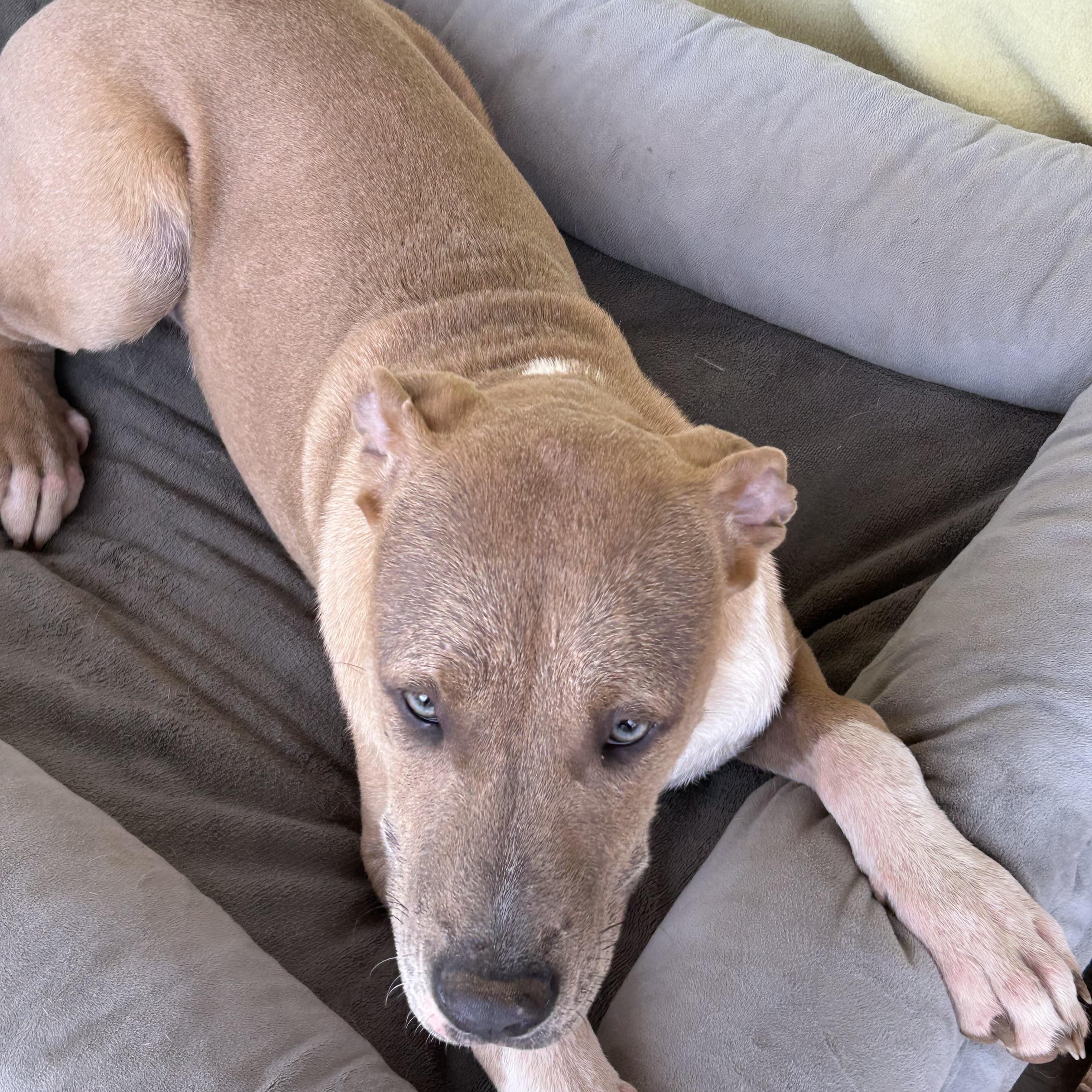 Enlarge Fernando, an adopted mixed breed in Madison, WI image 2/3