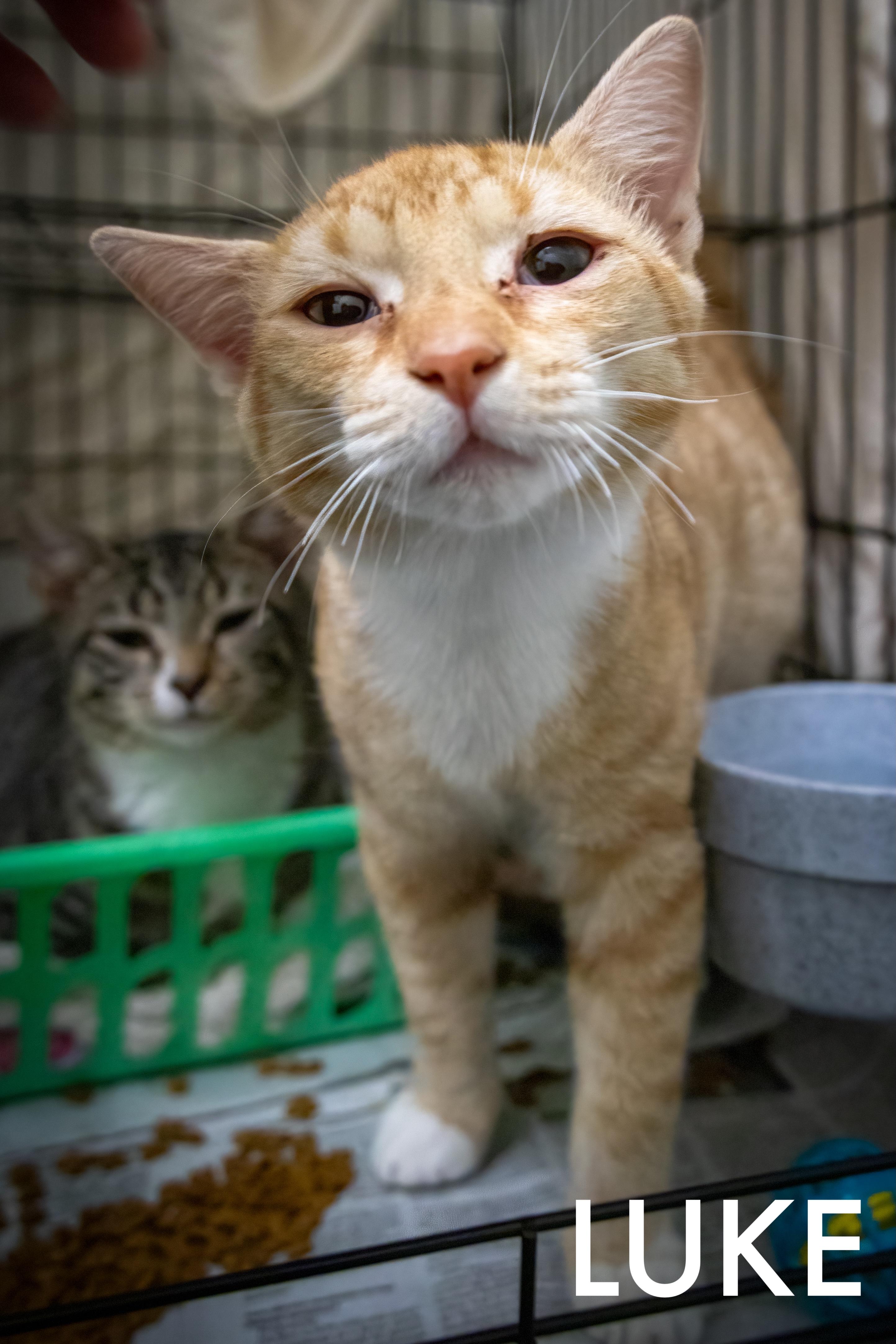 Leia &amp; Luke photo 1