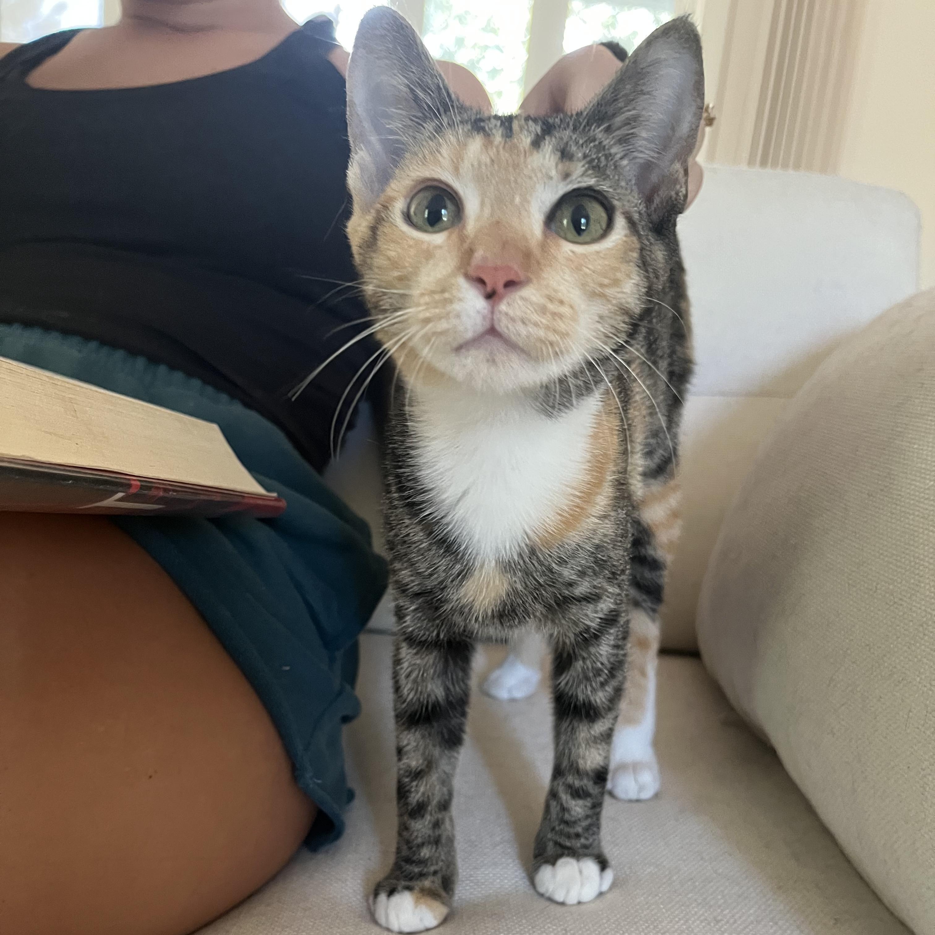 Dottie (the sweetest girl), Adoptable, Kitten Female Dilute Calico & Calico.